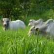 Sabia como controlar a Braquiária em pastagem de Panicum Mombaça