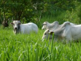 Sabia como controlar a Braquiária em pastagem de Panicum Mombaça