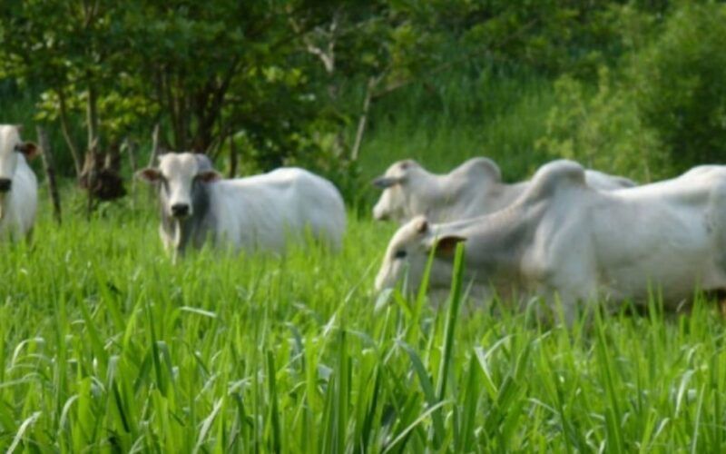 Sabia como controlar a Braquiária em pastagem de Panicum Mombaça