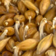 economize na racao cevada germinada revoluciona alimentacao de galinhas poedeiras
