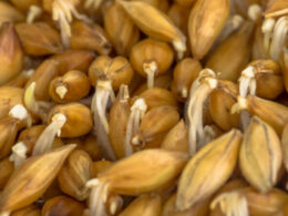 economize na racao cevada germinada revoluciona alimentacao de galinhas poedeiras