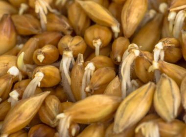 economize na racao cevada germinada revoluciona alimentacao de galinhas poedeiras