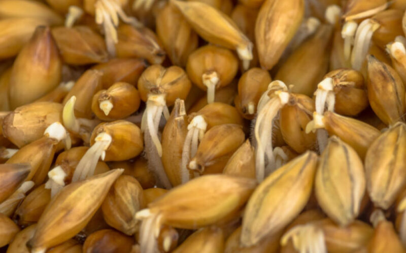 economize na racao cevada germinada revoluciona alimentacao de galinhas poedeiras