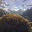 Ecossistemas marinhos ameaçados por calor, acidez e falta de comida, alertam especialistas.