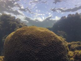 Ecossistemas marinhos ameaçados por calor, acidez e falta de comida, alertam especialistas.