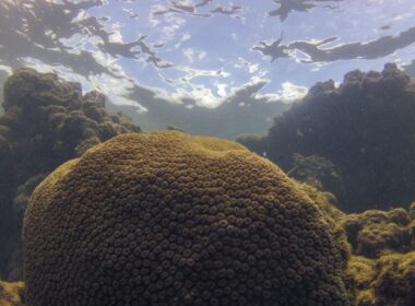 Ecossistemas marinhos ameaçados por calor, acidez e falta de comida, alertam especialistas.