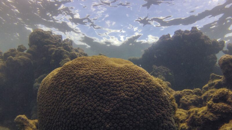 Ecossistemas marinhos ameaçados por calor, acidez e falta de comida, alertam especialistas.