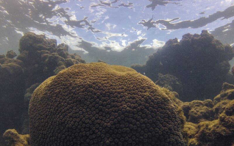 Ecossistemas marinhos ameaçados por calor, acidez e falta de comida, alertam especialistas.