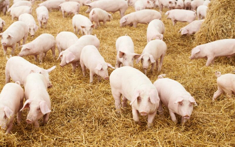 embarques de carne suina crescem 78 em abril
