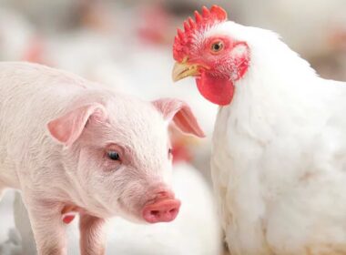 Embrapa impulsiona a produção sustentável de aves e suínos, garantindo qualidade e benefícios para o agro brasileiro.