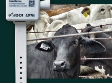 empresa de telecomunicacoes lanca iboi tecnologia de geolocalizacao para gado