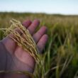 entre desafios e superacoes o setor do arroz promete uma