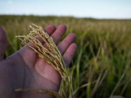entre desafios e superacoes o setor do arroz promete uma