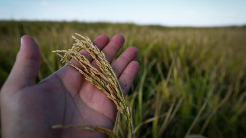 entre desafios e superacoes o setor do arroz promete uma