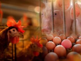 enzimas na nutricao animal a ciencia por tras da digestao