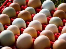 Escassez de ovos e aumento da demanda: descubra por que os preços estão subindo! 14 escassez de ovos e aumento da demanda descubra por que