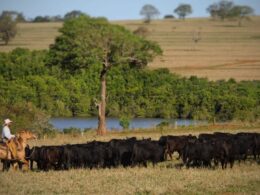 Escritórios Verdes garantem regularização de 15 mil fazendas, promovendo sustentabilidade e valorização imobiliária no Brasil 19 Escritórios Verdes garantem regularização de 15 mil fazendas, promovendo sustentabilidade e valorização imobiliária no Brasil