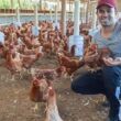 espirito santo revoluciona avicultura com inovacao e bem estar animal veja