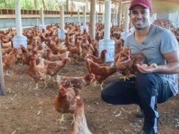espirito santo revoluciona avicultura com inovacao e bem estar animal veja