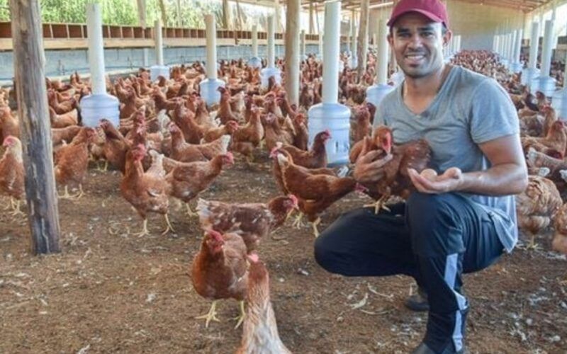 espirito santo revoluciona avicultura com inovacao e bem estar animal veja