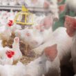 estabilidade na carne em sp oportunidade para investir em frango