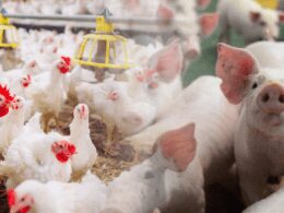 estabilidade na carne em sp oportunidade para investir em frango