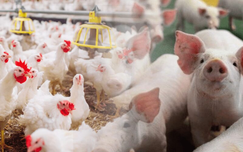 estabilidade na carne em sp oportunidade para investir em frango