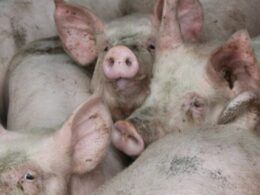 Estabilidade no Mercado de Suínos: Cepea Revela Como Oferta e Demanda Estão em Perfeito Equilíbrio! 9 estabilidade no mercado de suinos cepea revela como oferta e