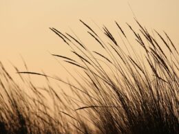 Estiagem no Nordeste afeta pastos e compromete o gado, saiba como mitigar os impactos e garantir a produção sustentável 17 Estiagem no Nordeste afeta pastos e compromete o gado, saiba como mitigar os impactos e garantir a produção sustentável