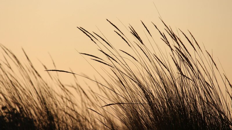 Estiagem no Nordeste afeta pastos e compromete o gado, saiba como mitigar os impactos e garantir a produção sustentável