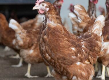 estudo do usda revela futuro promissor crescimento imparavel da industria
