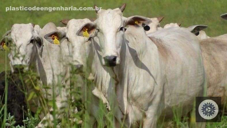 estudo feito em colaboracao com a jbs demonstra que a