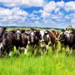 EUA e México impulsionam importações de carne bovina brasileira, fortalecendo o Brasil no mercado global da pecuária.