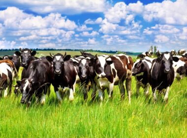 EUA e México impulsionam importações de carne bovina brasileira, fortalecendo o Brasil no mercado global da pecuária.