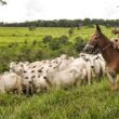 Genética bovina brasileira já é usada por pecuaristas de 21 países 
