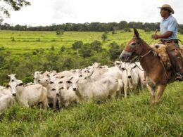 Genética bovina brasileira já é usada por pecuaristas de 21 países 