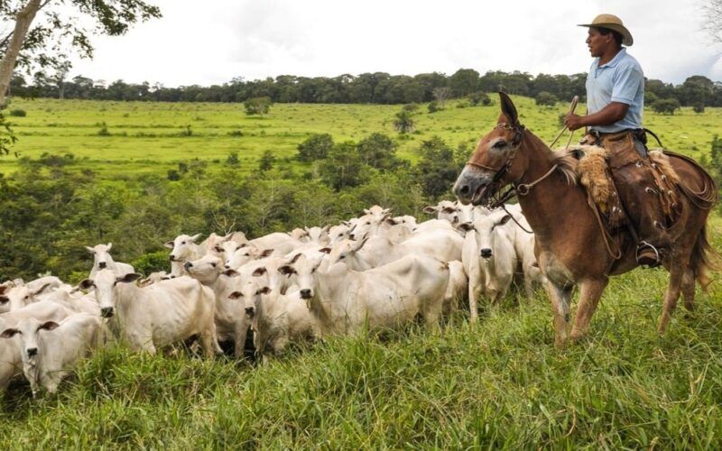 Genética bovina brasileira já é usada por pecuaristas de 21 países 