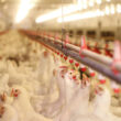 explosao nas exportacoes carne de frango bate recordes em volume