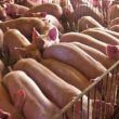 explosao nas exportacoes de carne suina em julho numeros superam