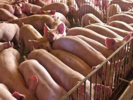 explosao nas exportacoes de carne suina em julho numeros superam