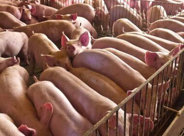 explosao nas exportacoes de carne suina em julho numeros superam