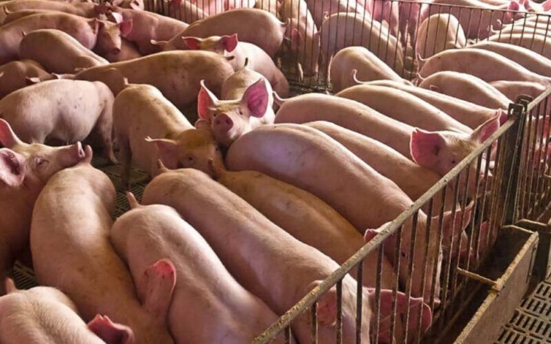 explosao nas exportacoes de carne suina em julho numeros superam