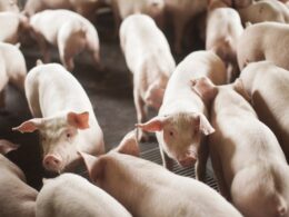 Explosão nas Exportações de Carne Suína: Recorde Histórico e Crescimento de 10% em 2024! 19 explosao nas exportacoes de carne suina recorde historico e crescimento