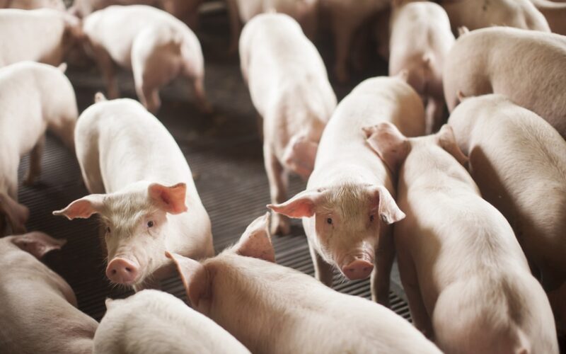 explosao nas exportacoes de carne suina recorde historico e crescimento