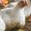 explosao no mercado de frango desempenho recorde desde 2021 surpreende
