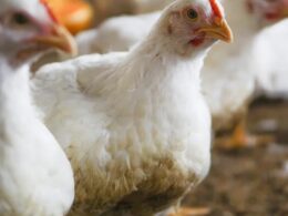 explosao no mercado de frango desempenho recorde desde 2021 surpreende