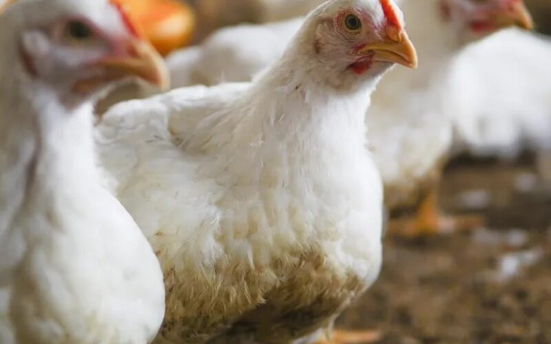 explosao no mercado de frango desempenho recorde desde 2021 surpreende