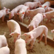 exportacao de carne suina crescimento surpreendente mesmo com queda nas