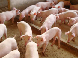 exportacao de carne suina crescimento surpreendente mesmo com queda nas