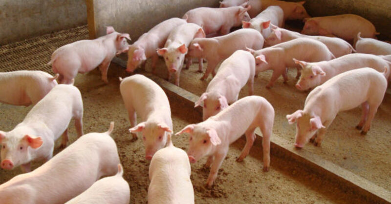 exportacao de carne suina crescimento surpreendente mesmo com queda nas